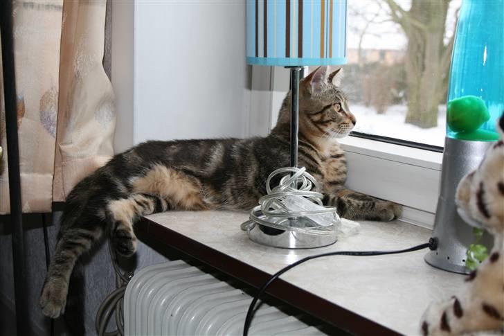 Blanding af racer Tiger (MCO blanding) billede 16