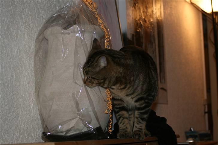 Blanding af racer Tiger (MCO blanding) - Ærespræmien fra den jydske hest skulle undersøges grundig... billede 17