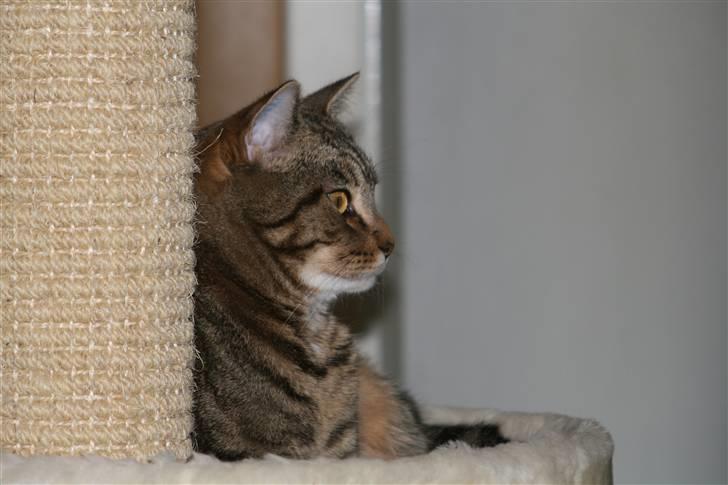 Blanding af racer Tiger (MCO blanding) billede 18