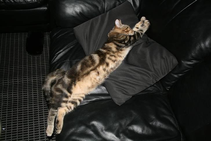 Blanding af racer Tiger (MCO blanding) billede 19