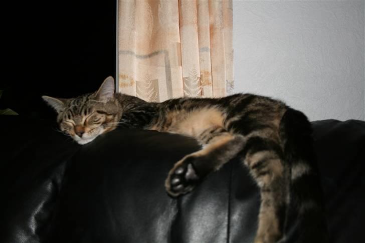 Blanding af racer Tiger (MCO blanding) billede 20