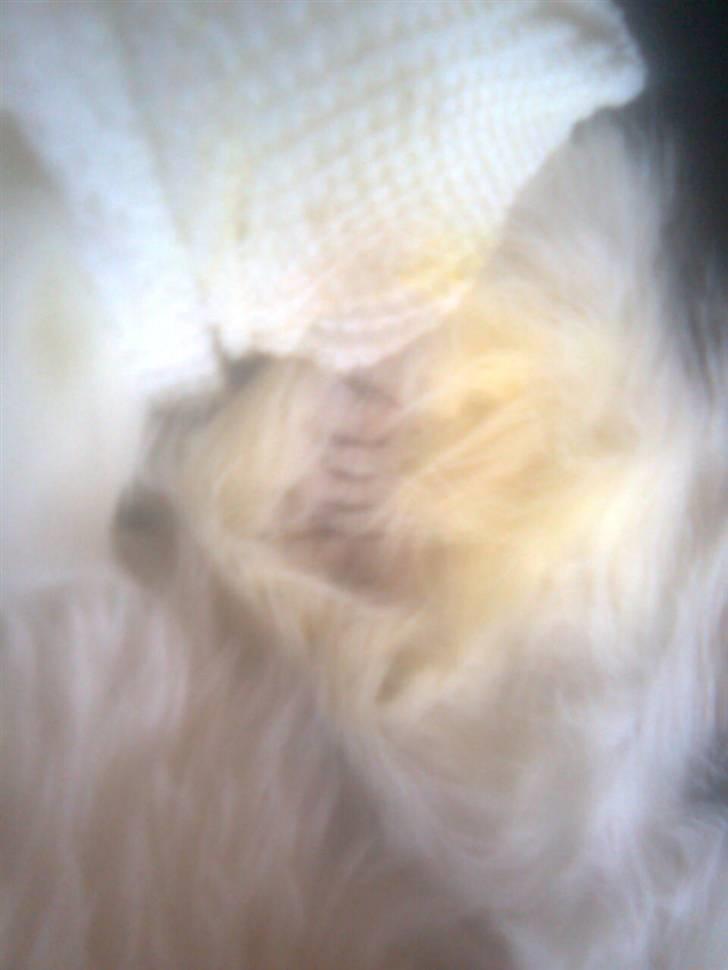 Blanding af racer lillefis - dette er hendes syning efter hun blev steriliseret. billede 18