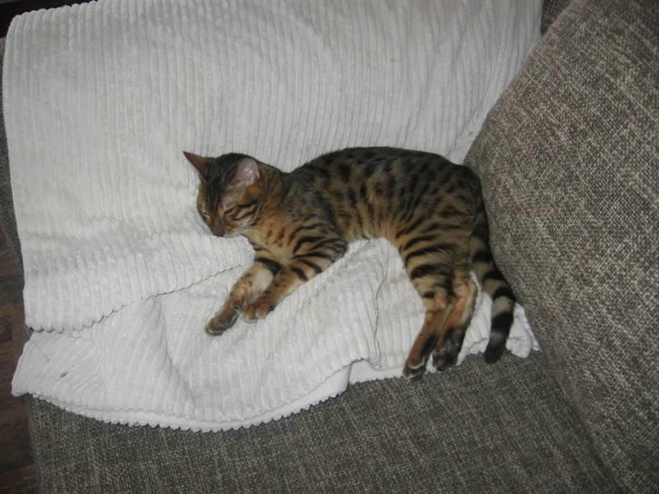 Bengal Barranco (Bailey) billede 7