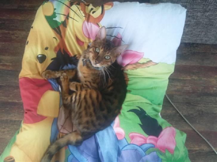 Bengal Barranco (Bailey) billede 8