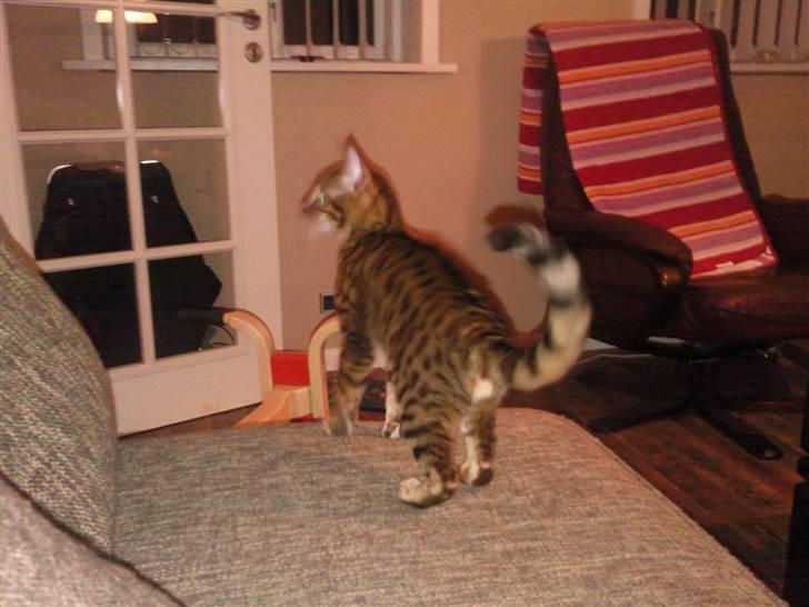 Bengal Barranco (Bailey) - er der nogle der inde.. billede 9