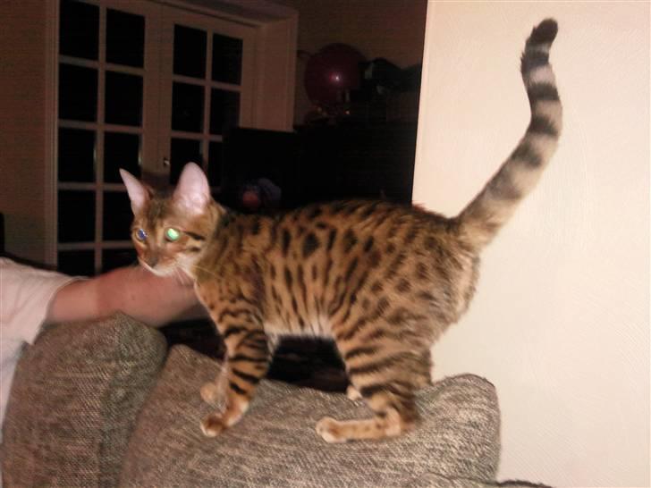 Bengal Barranco (Bailey) - min nye sofa jeg kan klatre i.. billede 10