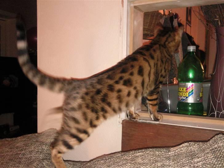 Bengal Barranco (Bailey) - hey hvad var det.. billede 11