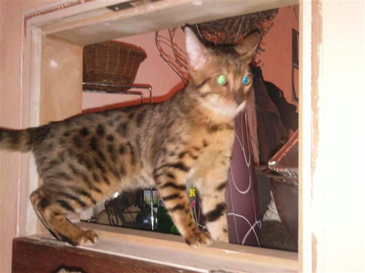 Bengal Barranco (Bailey) - på opdagelse.. billede 12