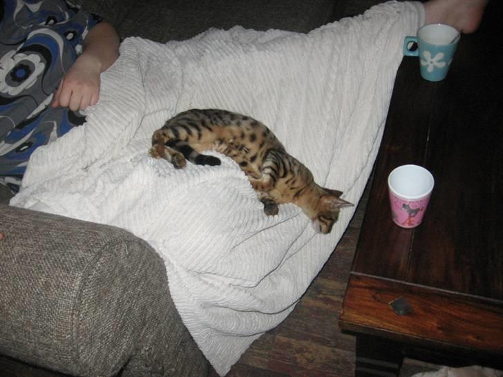 Bengal Barranco (Bailey) - slapper max af..:-) billede 13