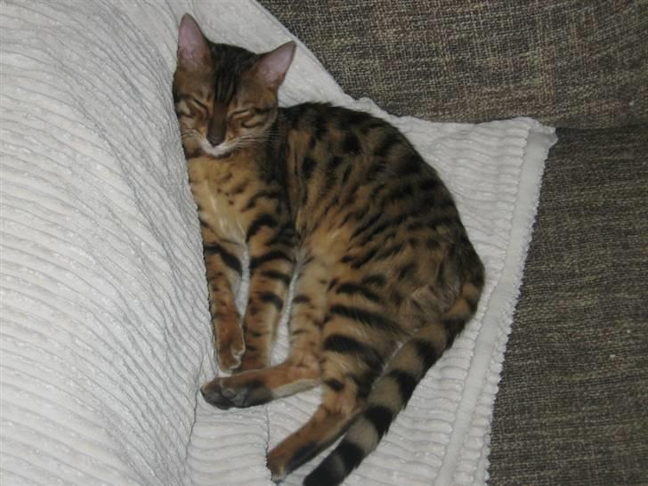 Bengal Barranco (Bailey) - hygge billede 14