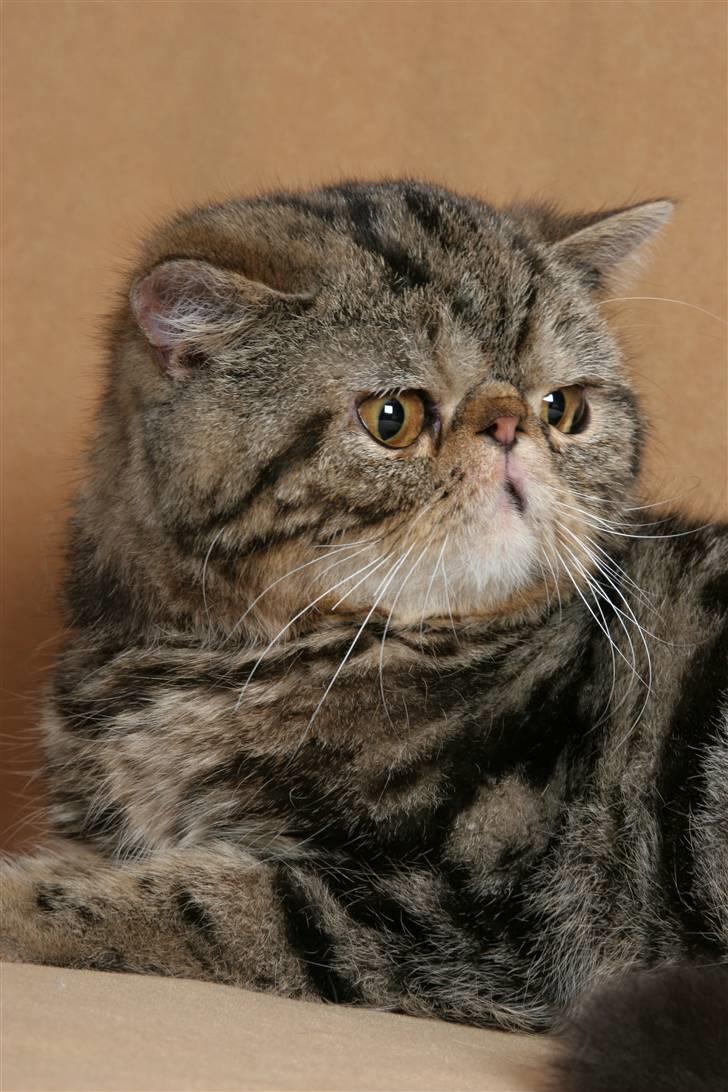 Exotic Pythagoras Talulah Baby billede 18