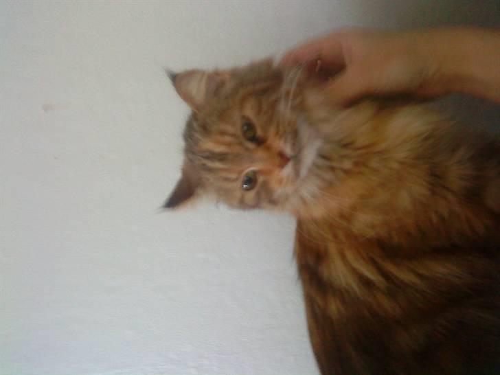 Maine Coon Sinus - nej nej gider altså ikke alle de billeder siger sinus. :-) billede 3