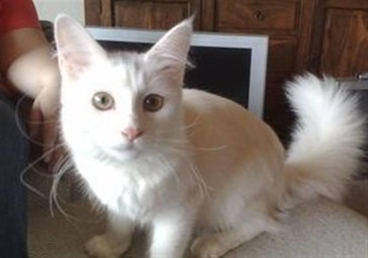 Maine Coon pjevs billede 1