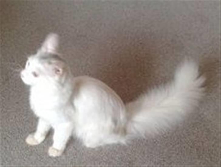 Maine Coon pjevs billede 2