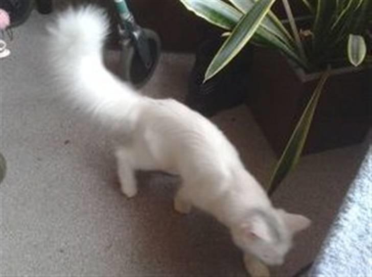 Maine Coon pjevs billede 3