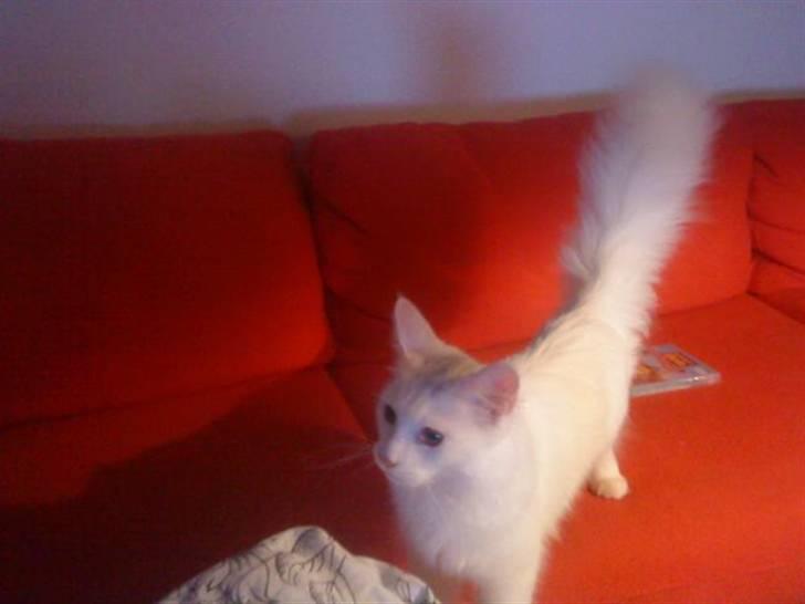 Maine Coon pjevs billede 4