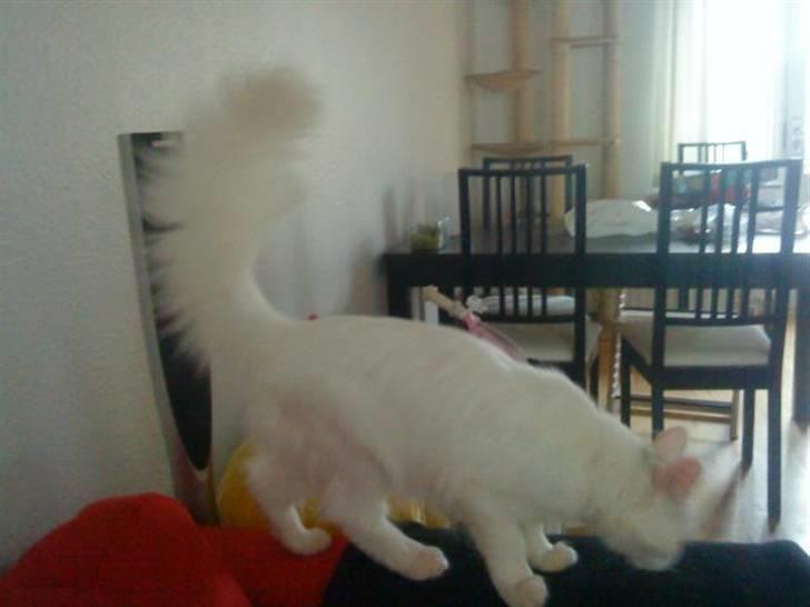 Maine Coon pjevs billede 5