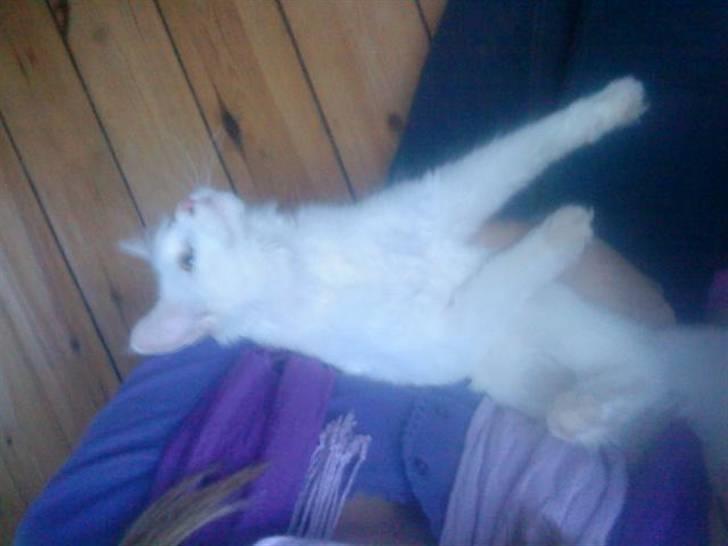 Maine Coon pjevs billede 6