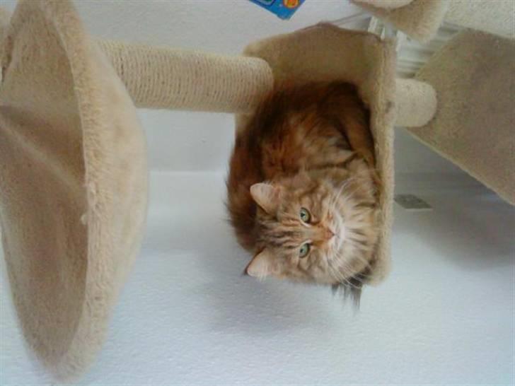 Maine Coon Sinus billede 4