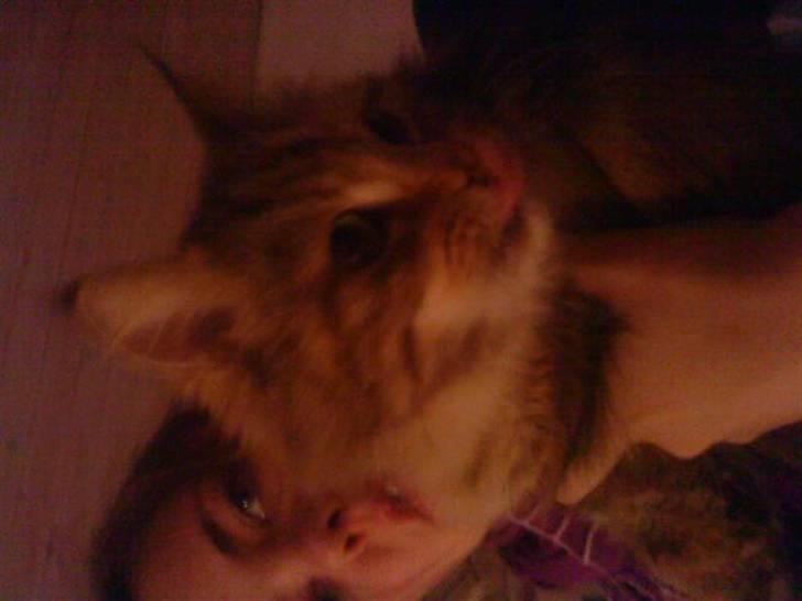 Maine Coon Sinus billede 5