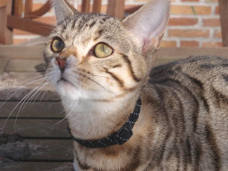 Blanding af racer Isis billede 19