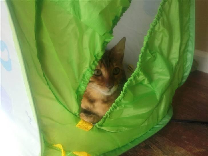 Bengal Barranco (Bailey) billede 15