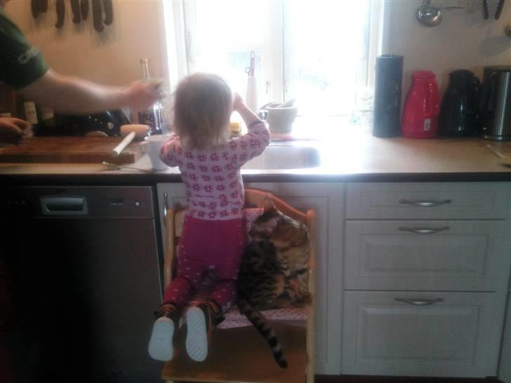 Bengal Barranco (Bailey) billede 16