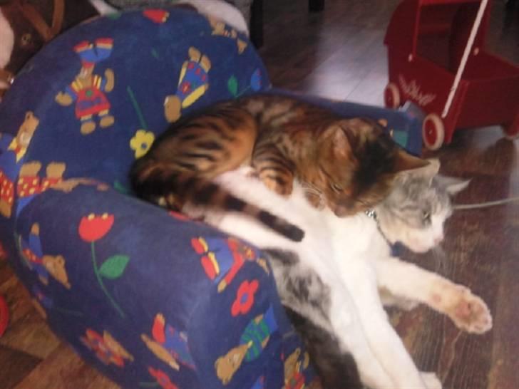 Bengal Barranco (Bailey) - bedste venner ever..:-) billede 17