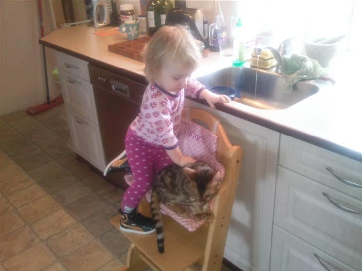 Bengal Barranco (Bailey) billede 18