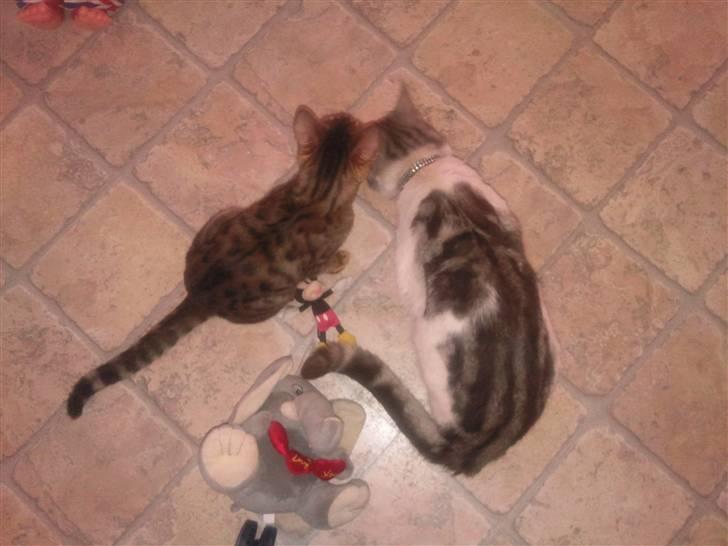 Bengal Barranco (Bailey) billede 19