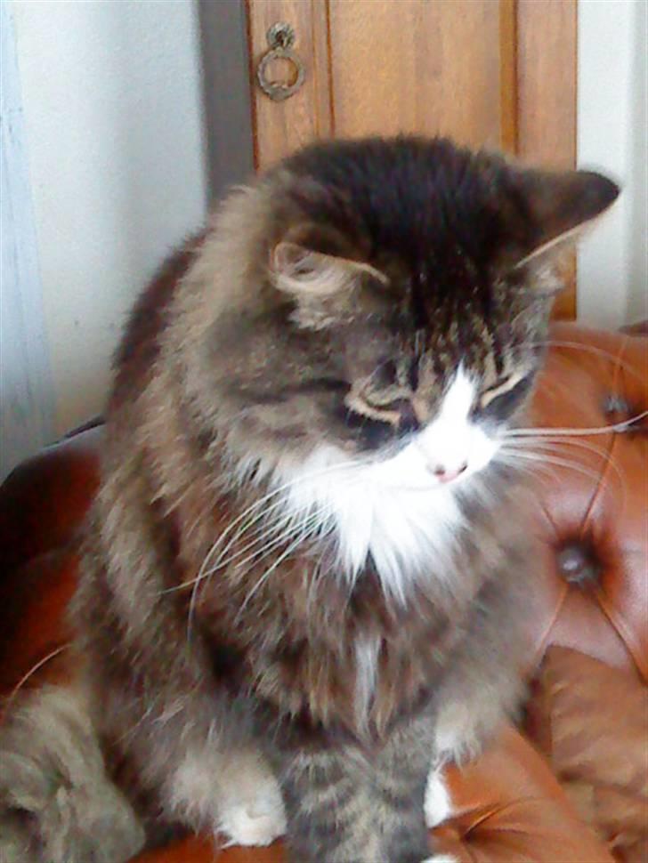 Blanding af racer Offe billede 2