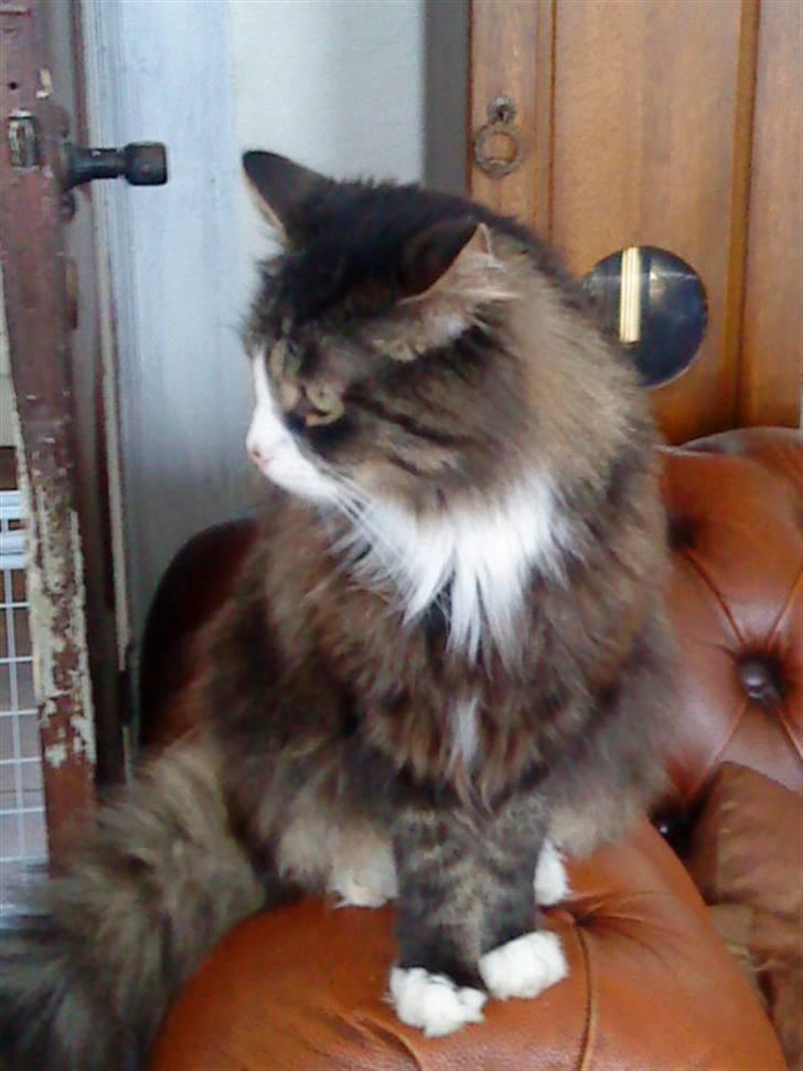 Blanding af racer Offe billede 3