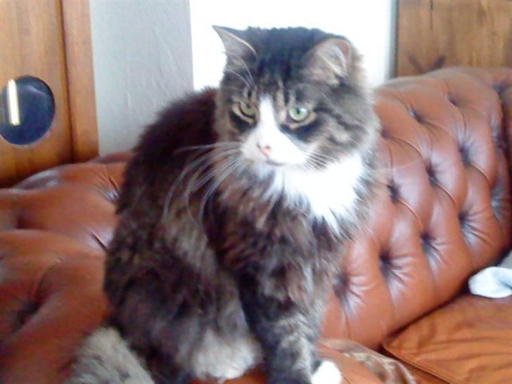 Blanding af racer Offe billede 4