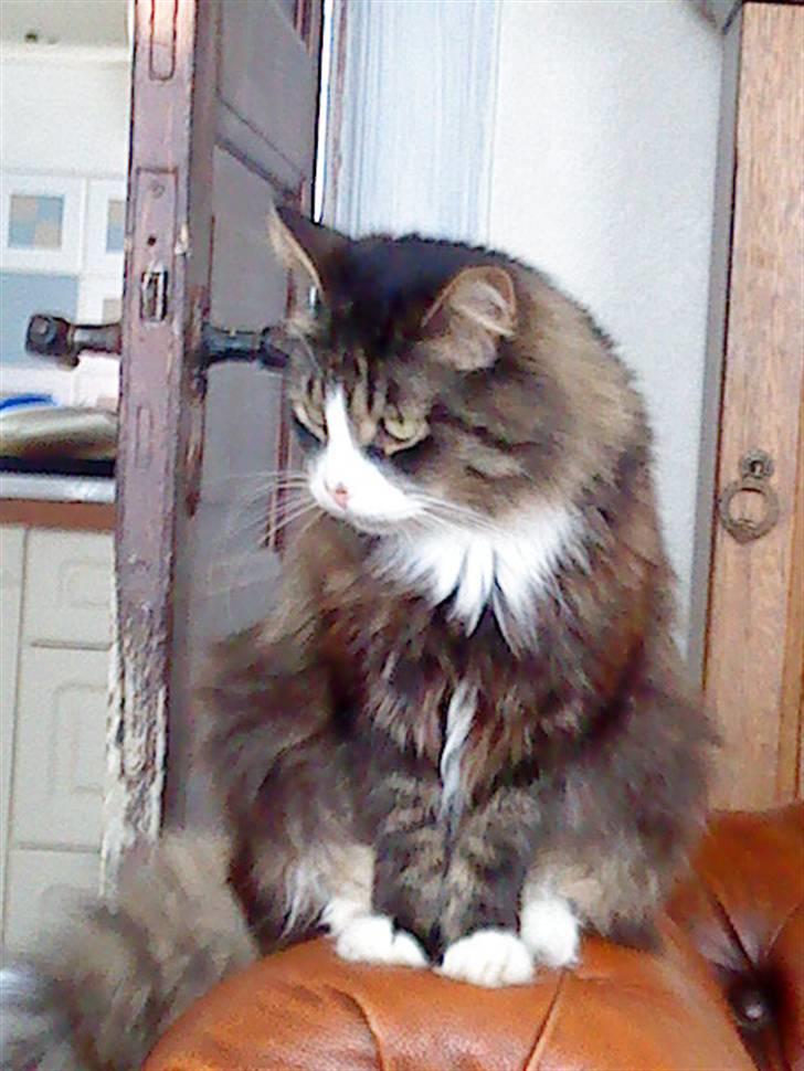 Blanding af racer Offe billede 5