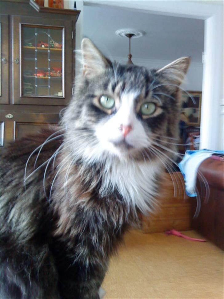 Blanding af racer Offe billede 6