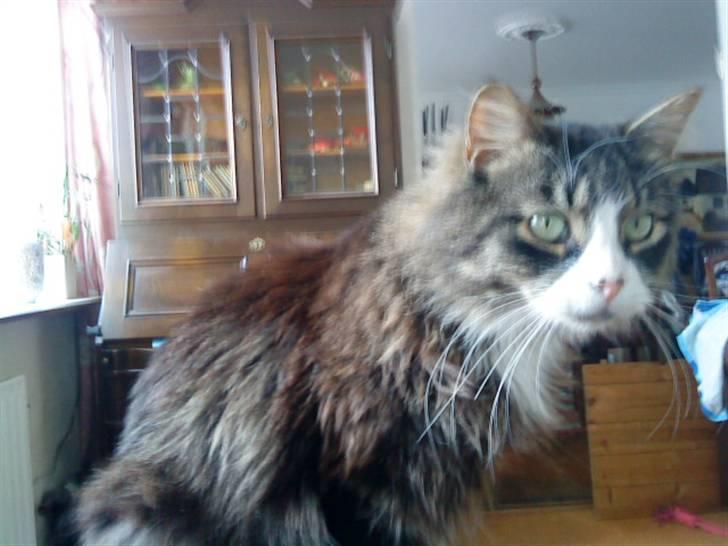 Blanding af racer Offe billede 7