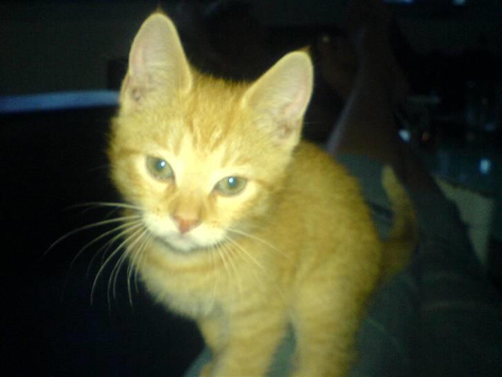 Huskat Baloo billede 1