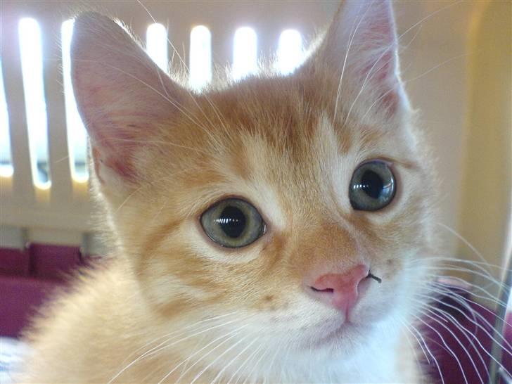 Huskat Baloo billede 2