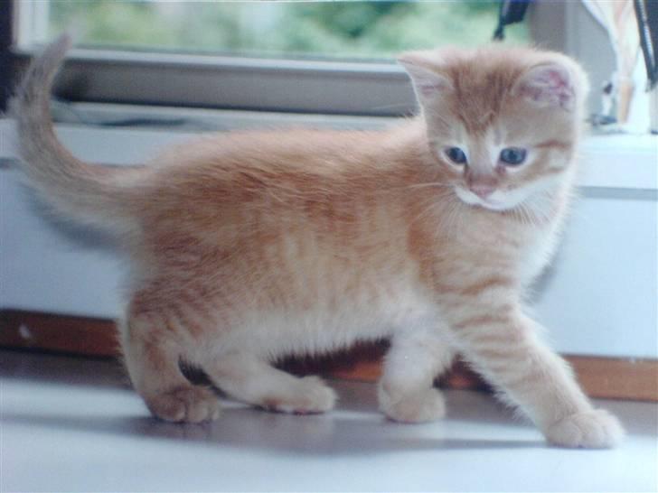 Huskat Baloo billede 3