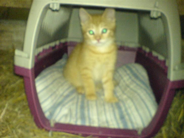 Huskat Baloo billede 4