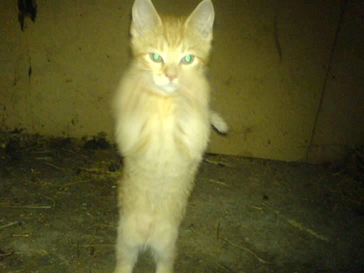 Huskat Baloo billede 5