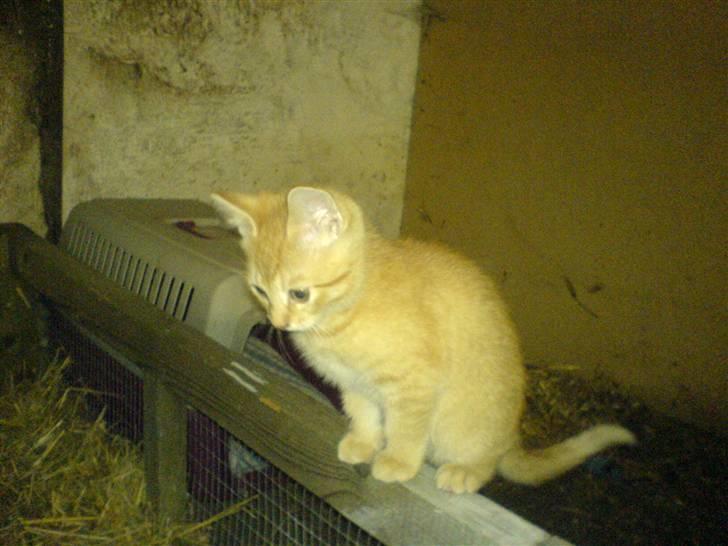 Huskat Baloo billede 6