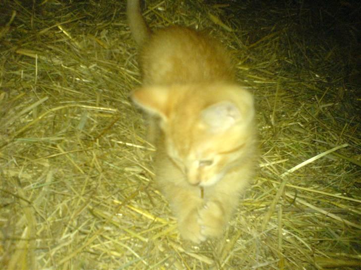 Huskat Baloo billede 7