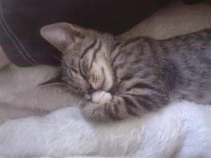 Huskat Taz billede 1