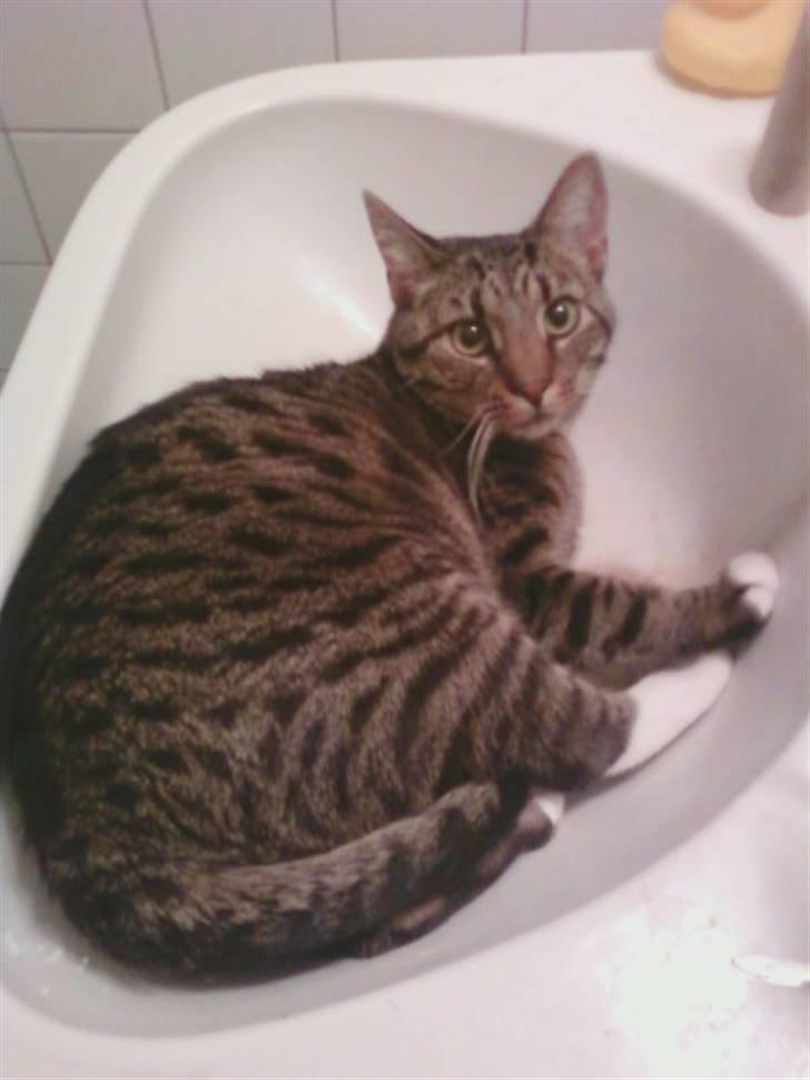 Huskat Taz billede 2