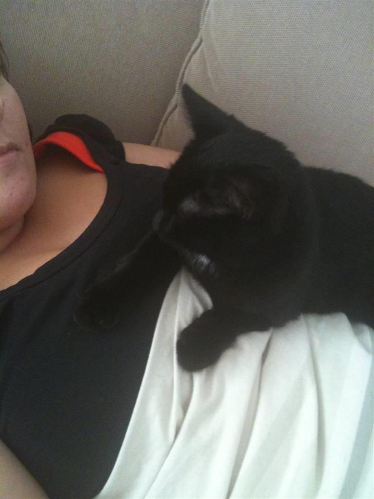 Blanding af racer Putte - elsker at ligge på mors mave:-) billede 7