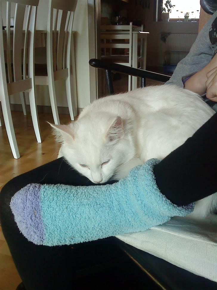 Blanding af racer mille billede 6