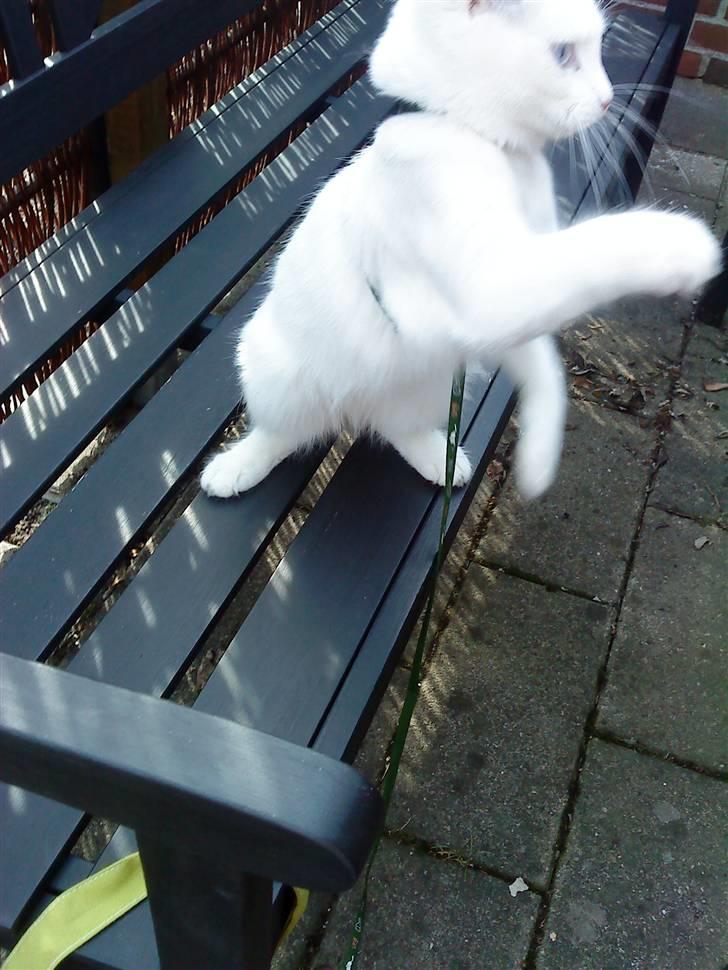 Blanding af racer mille billede 7