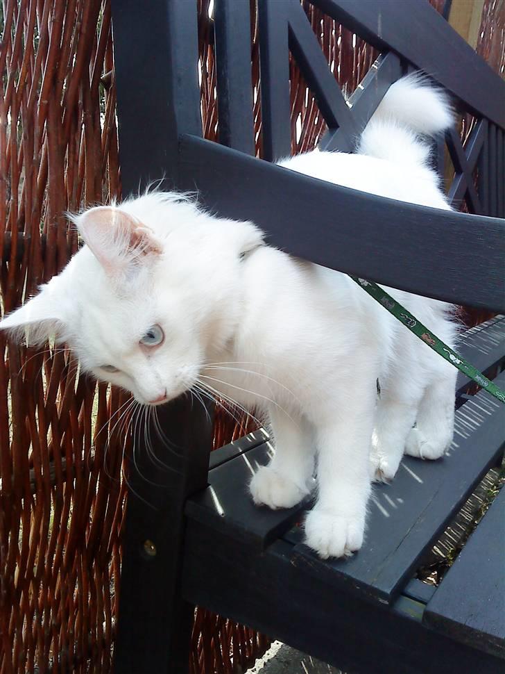 Blanding af racer mille billede 8