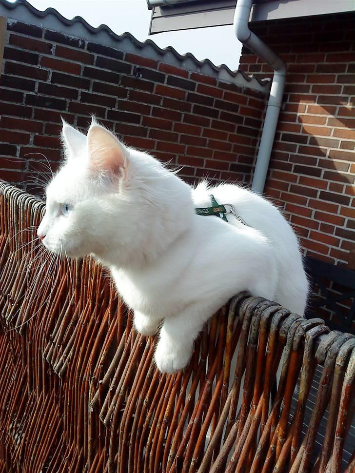 Blanding af racer mille billede 9